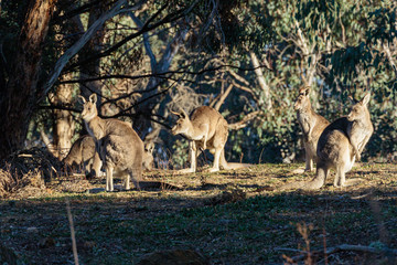 Eastern Grey Kangaroos being alert