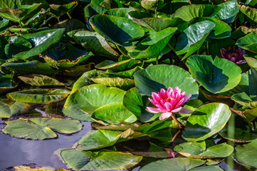 Water lily  Xiafei  Nymphaea blossom