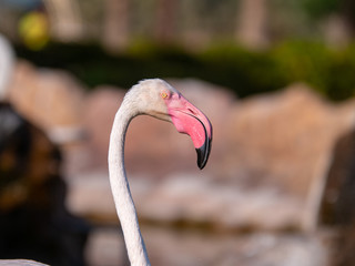 Fototapeta premium White Flamingo in the middle east