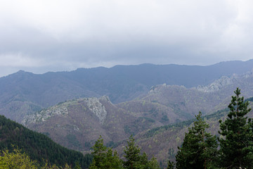 Obraz premium Forest on the hill