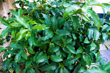 background of green leaves