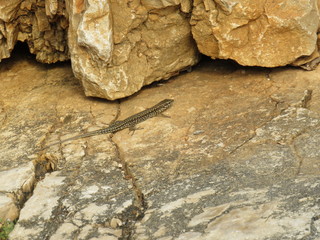 stone with lizard