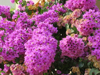 Obraz premium bouquet of flowers