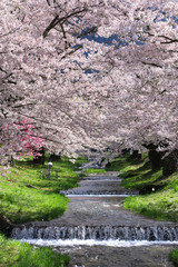 Fototapeta premium 観音寺川の桜並木（福島県・猪苗代町）