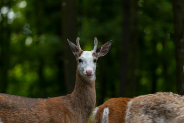 Pied deer   Scene from ZOO