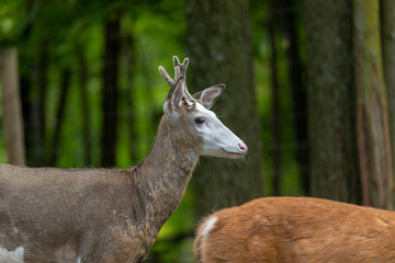 Pied deer   Scene from ZOO