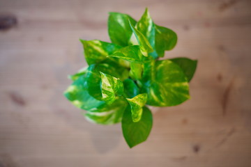 The Pothos with a Natural Light in the Morning Summer Day.