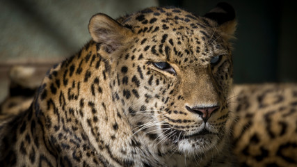 Fototapeta na wymiar Leopardo