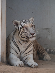 White Bengal Tiger held in captivity