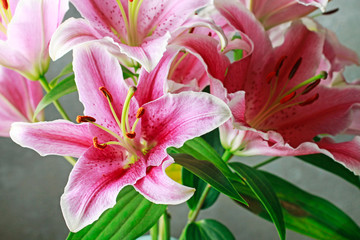 Pink and red lily flowers on grey stone background.