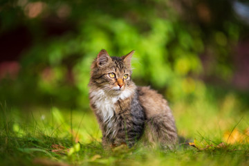Naklejka na ściany i meble Beautiful gray kitten is sitting in the green grass.