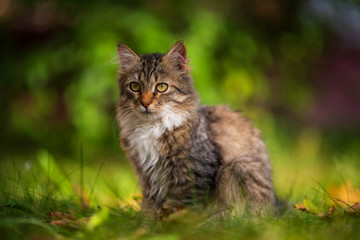 Beautiful gray kitten is sitting in the green grass.