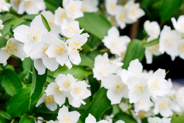 Beautiful white jasmine flowers in the garden.