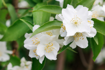 Obraz na płótnie Canvas Beautiful white jasmine flowers in the garden.