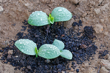First leaves of pumpkin on the field.