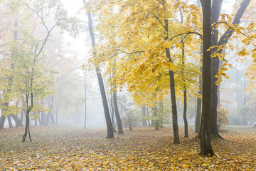 trees with yellow foliage standing in fog in autumnal forest