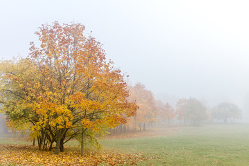 park trees with bright red and orange foliage standing in fog on grey sky background