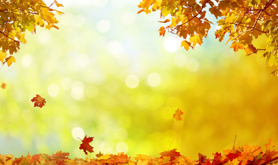 Beautiful autumn landscape with yellow trees and sun. Colorful foliage in the park. Falling leaves...