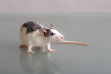Fototapeta na wymiar portrait of a domestic rat