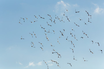 flight against the sky
