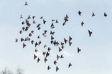 flock of pigeons in flight