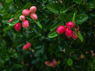 Karonda or Carunda Fruits