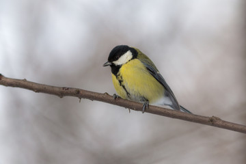 tit on a tree branch