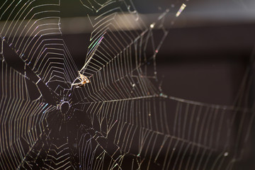 Spider on Spider web in sunshine