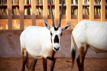An Arabian Oryx in the desert farm facing front in the daytime.