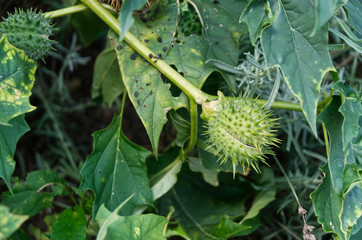 prickly seed pod of datura stramonium or jimson weed
