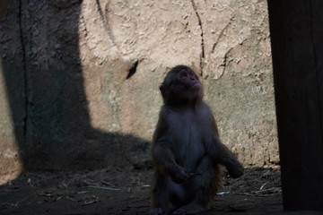 ニホンザル