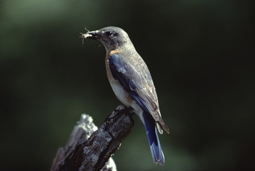 Eastern Bluebird (Sialia Sialis)