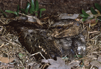 Chuck-Will's-Widow Bird (Antrostomus Carolinensis)