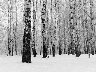 Winter birch trees black and white