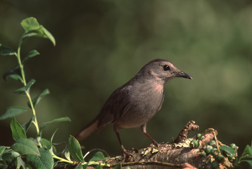 Gray Catbird (Dumetella Carolinensis)
