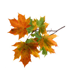 Branch of autumn maple leaves isolated on white background