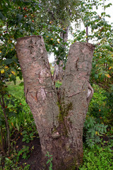 The stump of a cut Rowan, overgrown with moss, in the form of the letter V. The symbol of victory.
