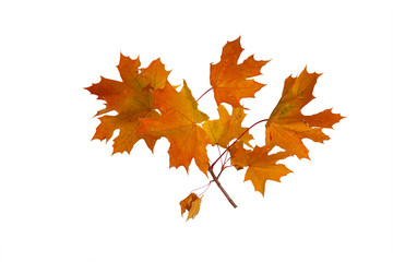 Obraz premium Branch of autumn maple leaves isolated on white background