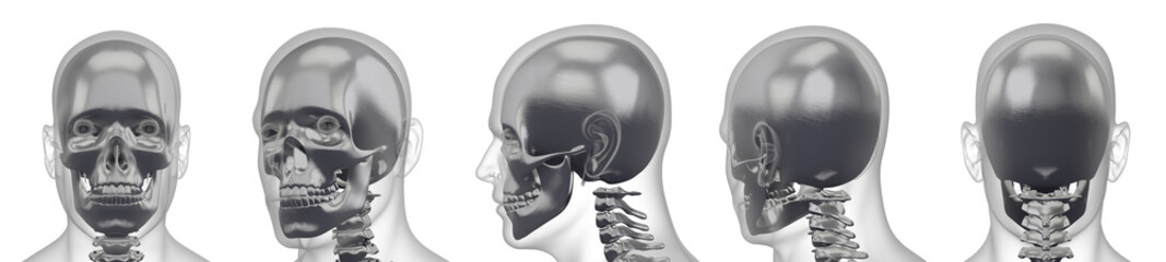 3d rendering illustration of skull bone