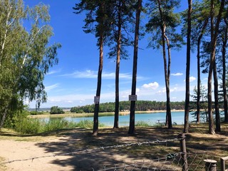 trees on the beach