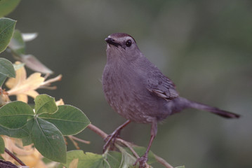 Gray Catbird (Dumetella Carolinensis)