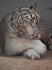 White Bengal Tiger held in captivity