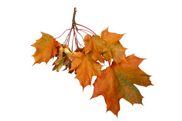 Branch of autumn leaves isolated on white background