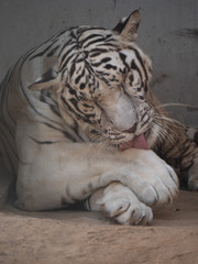 White Bengal Tiger held in captivity