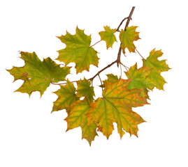 Branch of autumn leaves isolated on white background