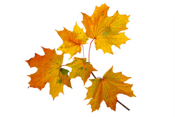 Naklejka na ściany i meble Branch of autumn golden maple leaves isolated on white background