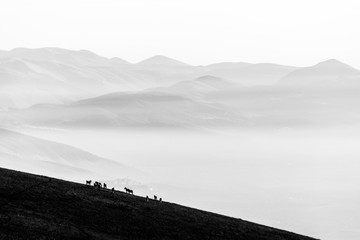 Some horses silhouettes on top of Subasio mountain, over a sea of fog filling the Umbria valley