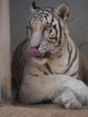 White Bengal Tiger held in captivity