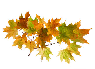 Branch of autumn maple leaves isolated on white background