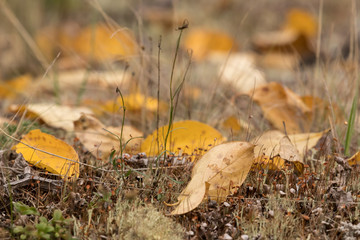 Yellow leaves lie on the ground in the tundra in autumn